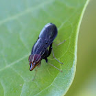 Treehopper Mimicking Fly