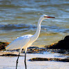 Great Egret