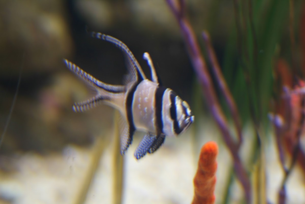 Banggai Cardinalfish