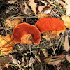 Cinnabar Polypore mushroom