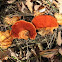 Cinnabar Polypore mushroom