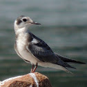 Forester Tern (Juvenile)