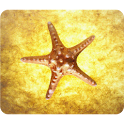 Beautiful Starfish Wallpaper logo