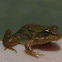 Pacific tree frog