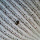 Carpet Beetle