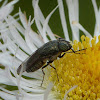 Tumaguro-kinbae (Blow-fly)
