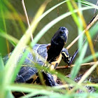 Sicilian pond turtle