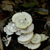 Lepiota Mushroom