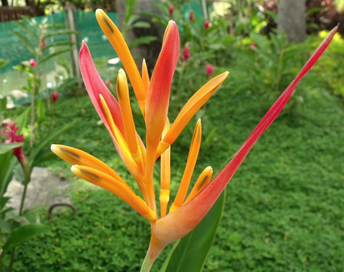 False Bird of Paradise | Project Noah