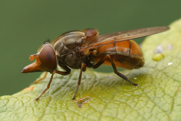 Common Snout-hoverfly