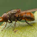 Common Snout-hoverfly
