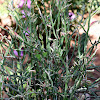 Devils Backbone Plant or Zig Zag Plant