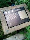 Quaking Aspen