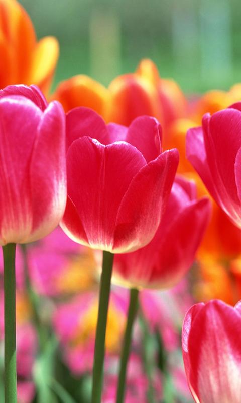 Tulip Wallpapers Android Apps on Google Play Tulip Wallpapers Android Apps on Google Play