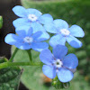 Everblooming Forget-Me-Not