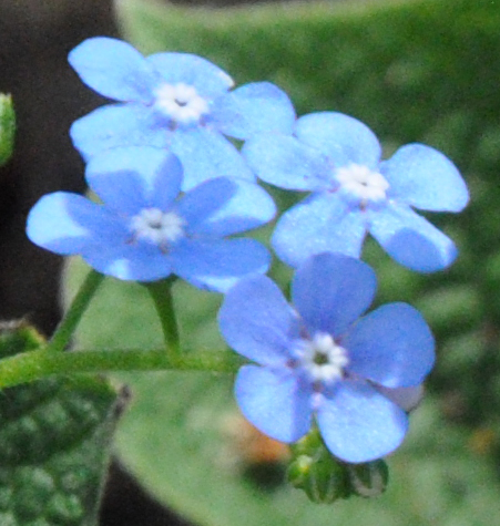 Everblooming Forget-Me-Not