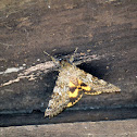 Catocala nymphaea (moth)