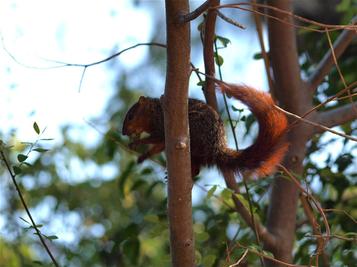Red Bush Squirrel