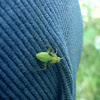 Mysterious Green Insect on my Pants