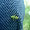 Mysterious Green Insect on my Pants