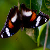 Varied Eggfly Butterfly (Female)