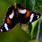 Varied Eggfly Butterfly (Female)