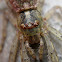 Tmarus Crab Spider