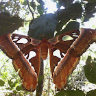 Female Atlas Moth