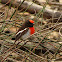 Red-capped Robin