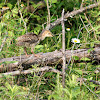 Wild Turkey poults (chicks)