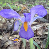 Iris