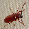 Prionid beetle