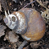 Apple snail shell