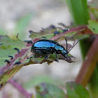 Blue Mint Beetle