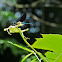 Ebony Jewelwing