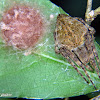 Orb weaver spider with egg sack
