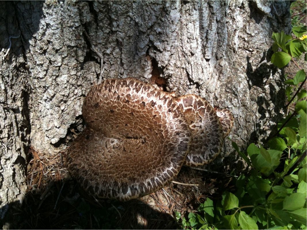Upstate New York Mushrooms