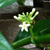 Noni (flower)