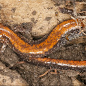 Red backed salamander