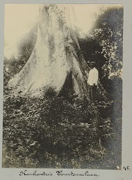 Kankantrie Tourtonnelaan