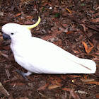 Sulphur-crested cockatoo.