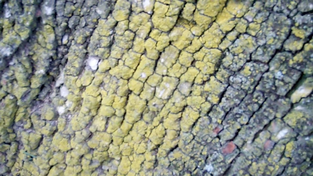 yellow moss