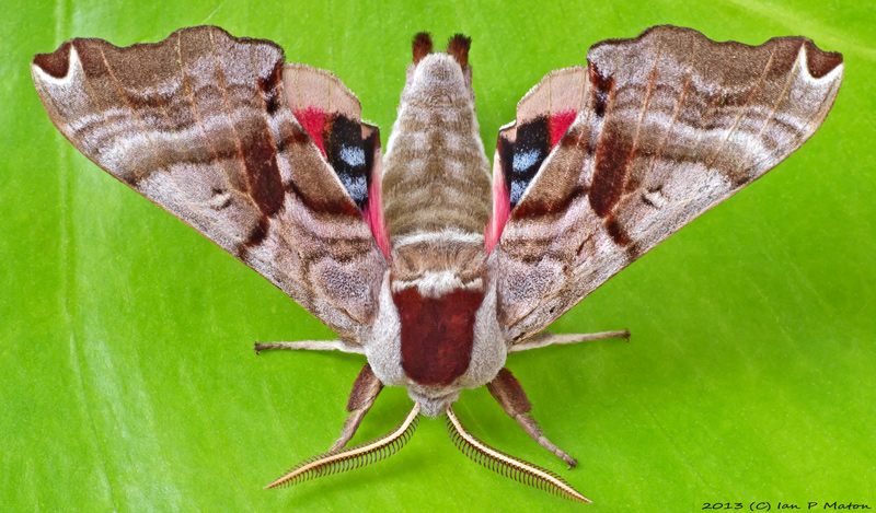 Twin-spotted Sphinx