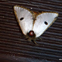 Black Spot Moth