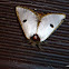 Black Spot Moth