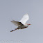 Cattle Egret; Garcilla bueyera