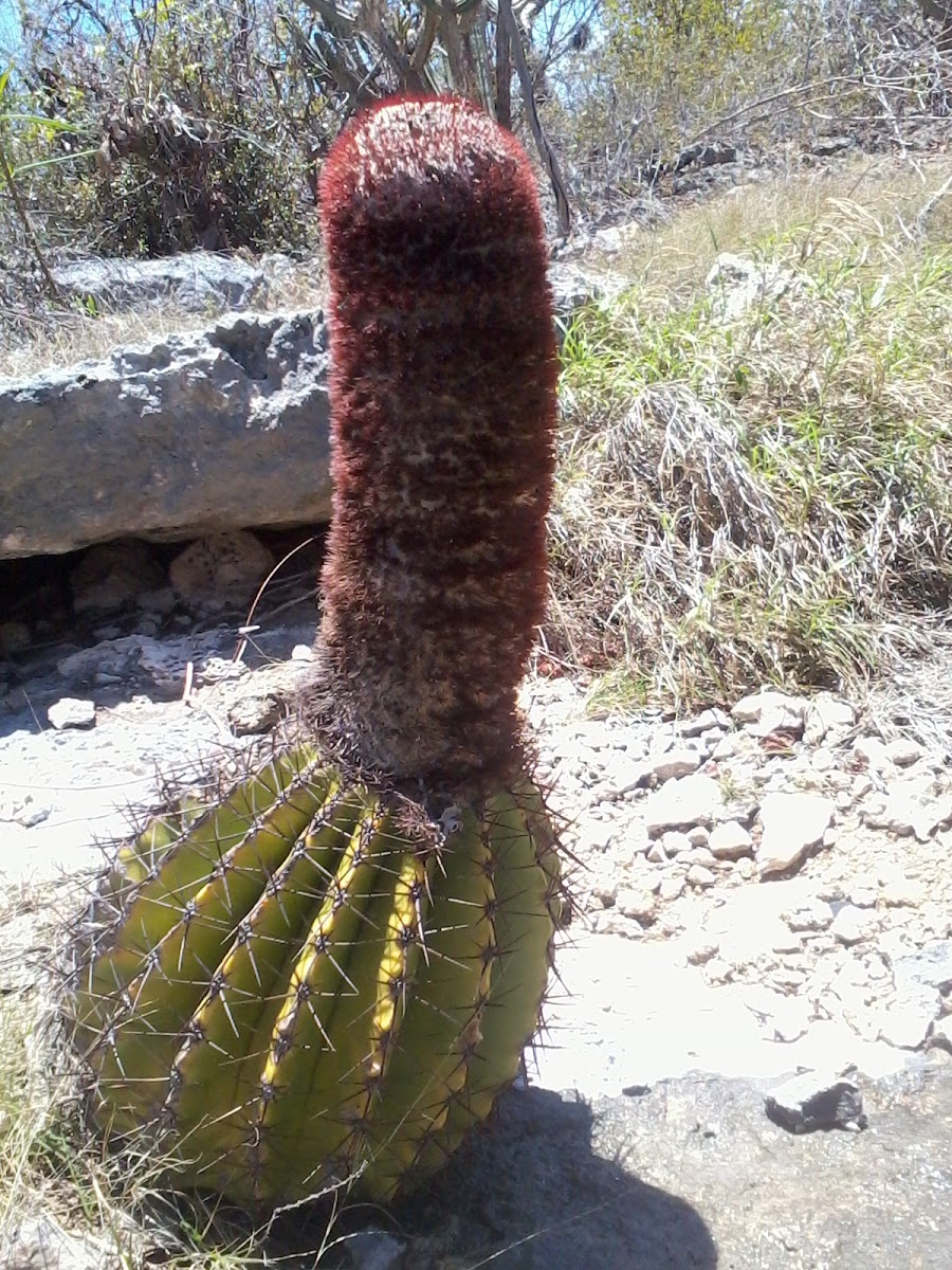 Melo Cactus