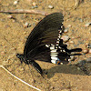 common Mormon