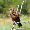 Brown Snake Eagle juv