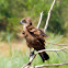 Brown Snake Eagle juv